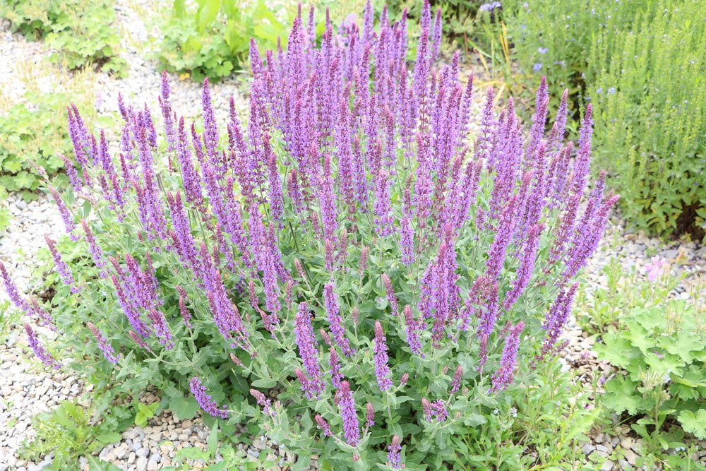 Ziersalbei, Salvia nemorosa mag einen sonnigen Standort