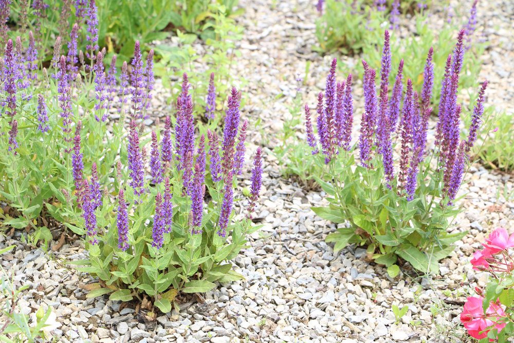 Ziersalbei mit violetten und blauen Blüten