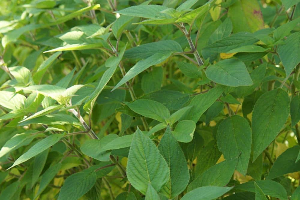 Salvia elegans findet auch Verwendung als Küchenkraut