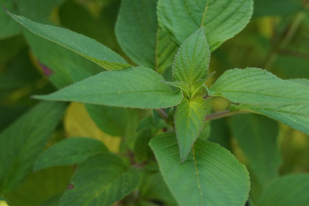 Salvia elegans wird auch als Salvia rutilans bezeichnet