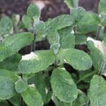 Apfelminze, Rundblättrige Minze, Mentha suaveolens