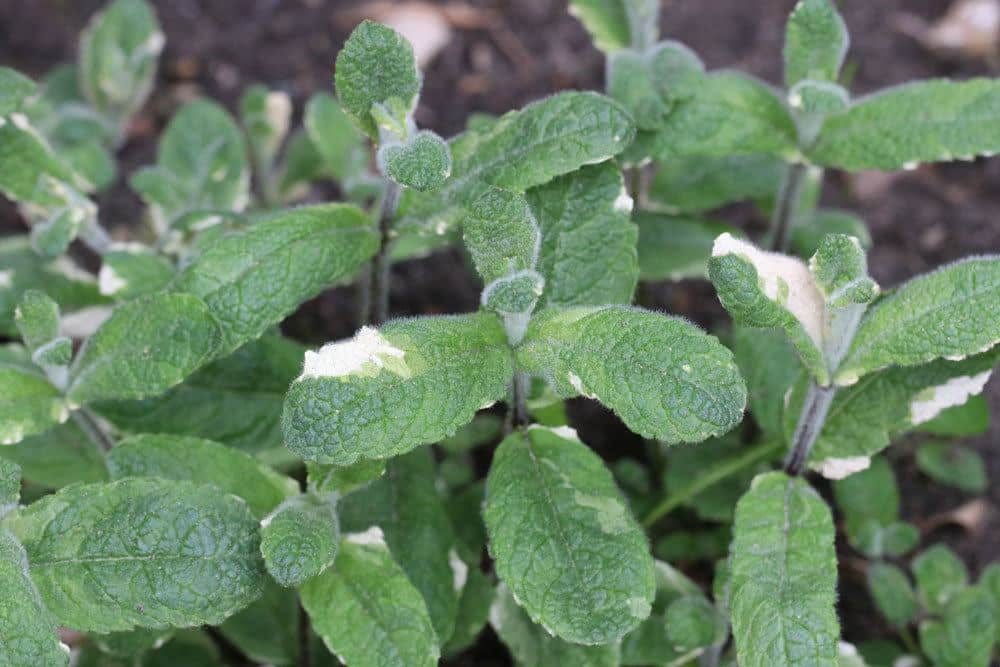 Apfelminze, Rundblättrige Minze, Mentha suaveolens