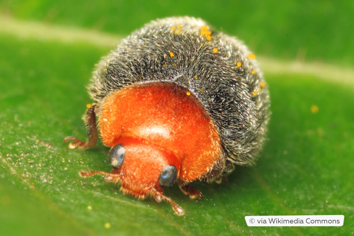 Australischer Marienkäfer (Cryptolaemus montrouzieri)