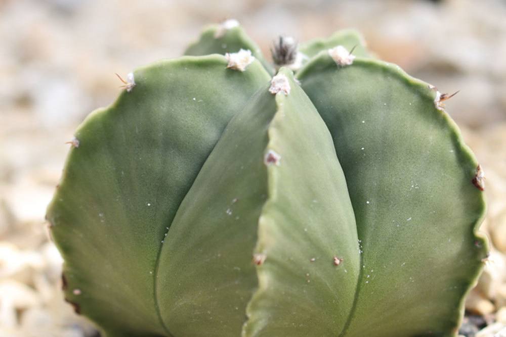 Bischofsmtze Kaktus, Astrophytum myriostigma - Pflege