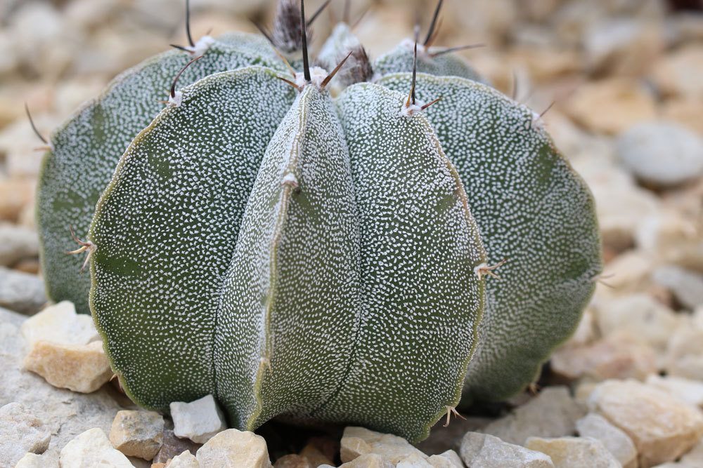 Bischofsmtze Kaktus, Astrophytum myriostigma - Pflege