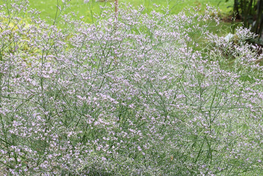 Limonium latifolium, Blauer Strandflieder