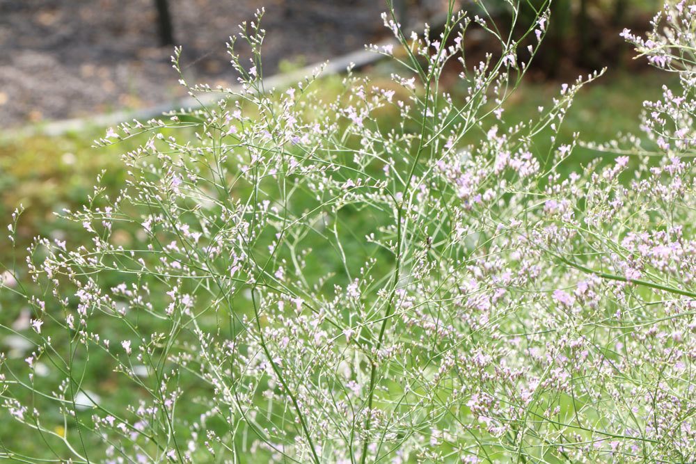 Limonium latifolium, Blauer Strandflieder