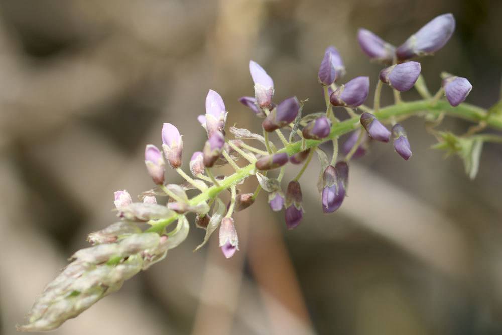 Blauregen, Wisteria ist ein Kletterstrauch der Superlative