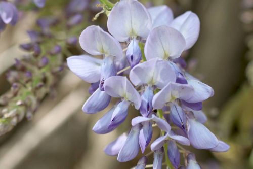 Blauregen, Wisteria