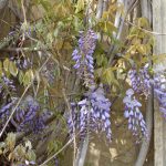 Blauregen, Wisteria