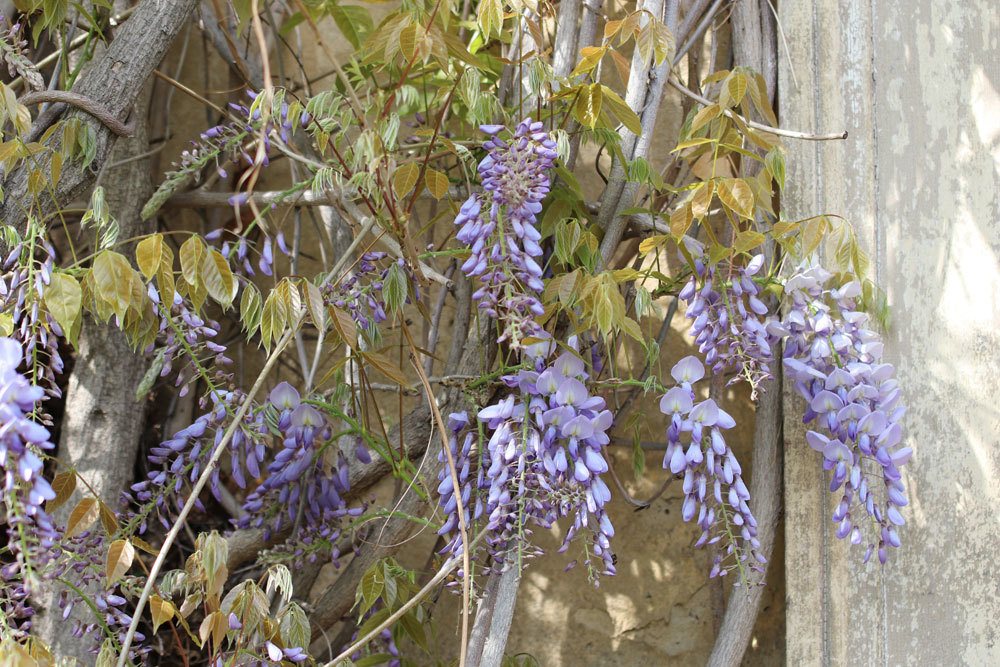 Blauregen, Wisteria