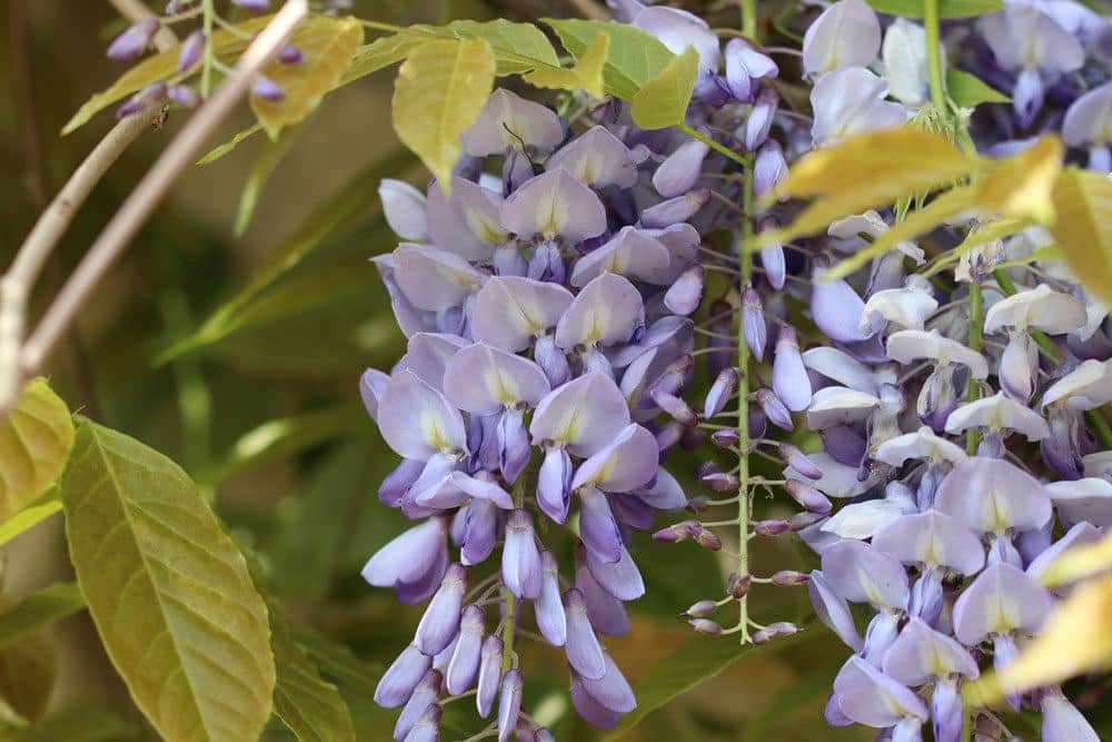 Blauregen, Wisteria ist ein Kletterstrauch