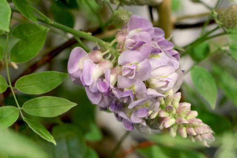 Blauregen, Wisteria schneiden