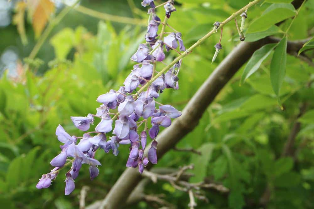 Blauregen, Wisteria im Garten