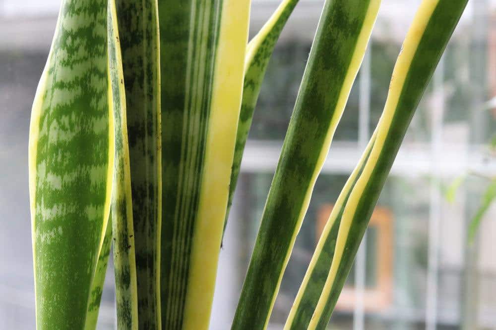 Bogenhanf, Sansevieria trifasciata