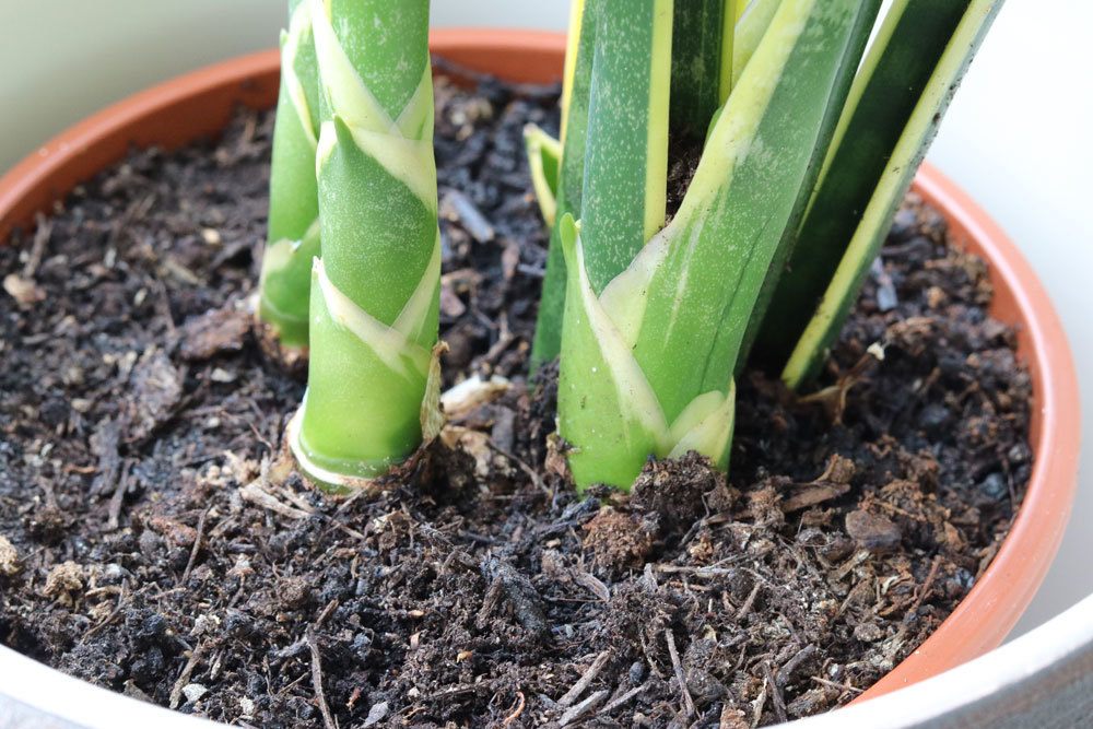 Bogenhanf, Sansevieria trifasciata