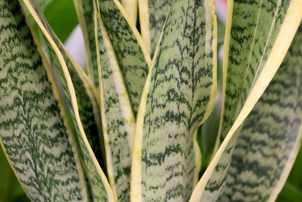 Bogenhanf, Sansevieria trifasciata