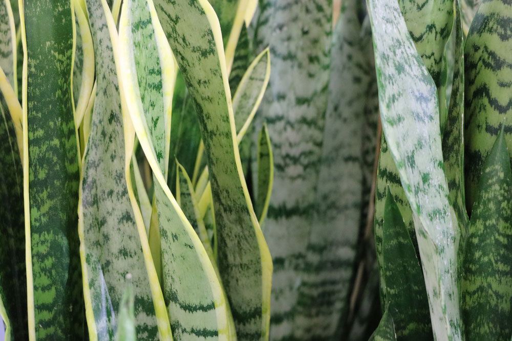 Bogenhanf, Sansevieria trifasciata