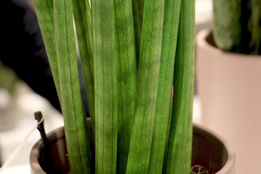 Bogenhanf, Sansevieria cylindrica