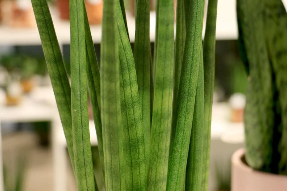 Kakteen Zimmerpflanze Sansevieria Cylindrica Bogenhanf Zimmerpflanze Ca.  35-40 Cm Hoch Im 12er Topf