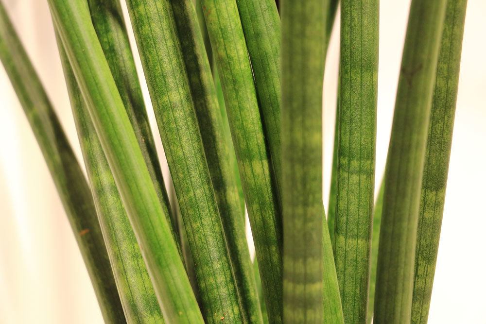 Bogenhanf, Sansevieria cylindrica