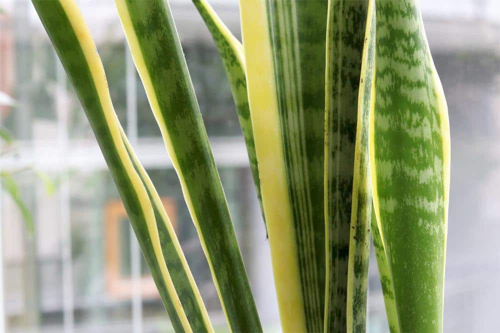 Sansevieria trifasciata ist sehr pflegeleicht