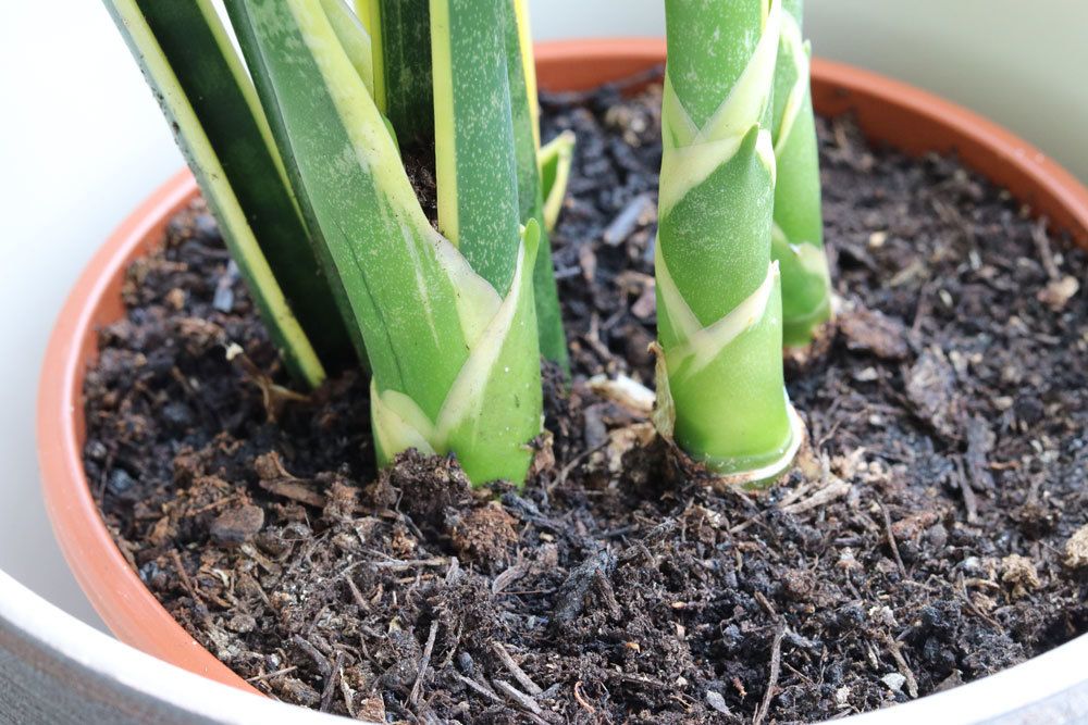 Sansevieria trifasciata ist in seinen Pflanzenteilen giftig