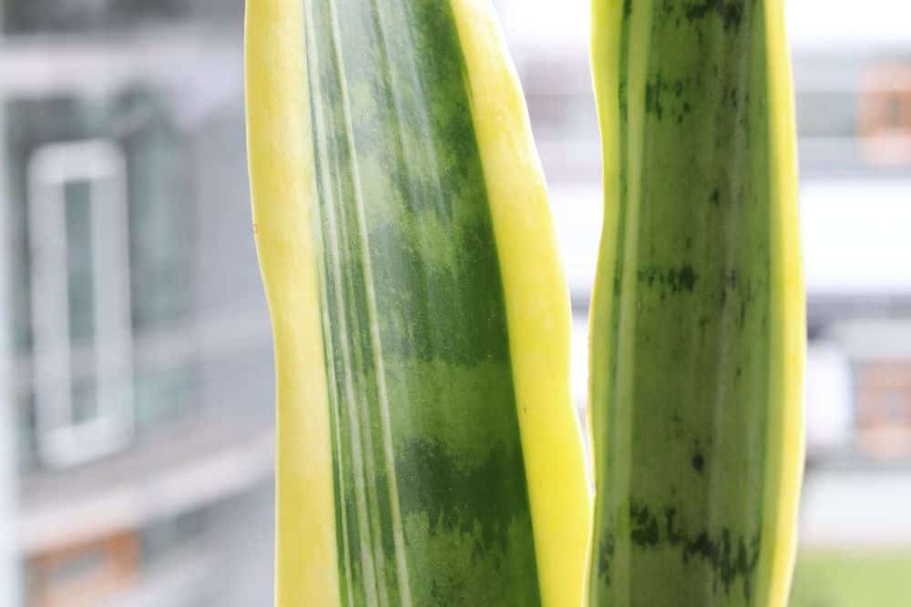 Sansevieria trifasciata hat reinigende Wirkung auf die Raumluft