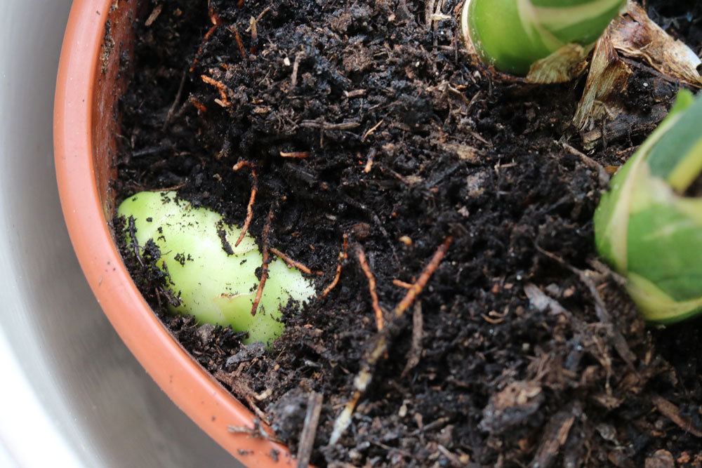 Sansevieria trifasciata gehört zu den Spargelgewächsen