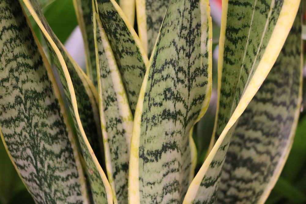 Bogenhanf, Sansevieria trifasciata ist eine bekannte Zimmerpflanze