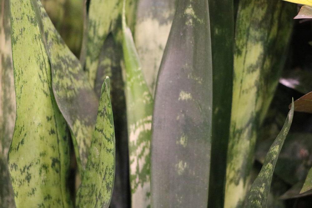 Sansevieria trifasciata ist eine kalkverträgliche Pflanze