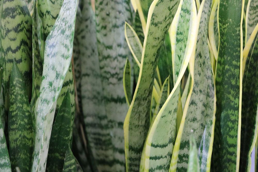 Bogenhanf, Sansevieria trifasciata