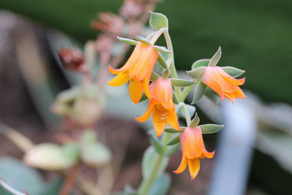 Echeveria derenbergii mit dekorativen und exotischen Blüten