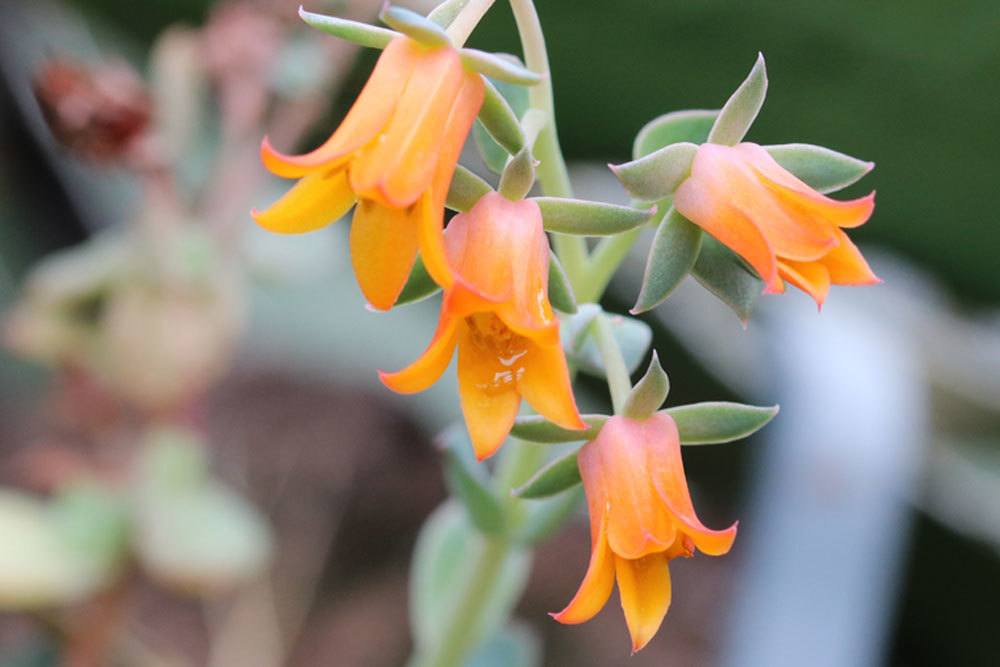 Echeveria derenbergii mit ihren glockenähnlichen orange-gelben Blüten