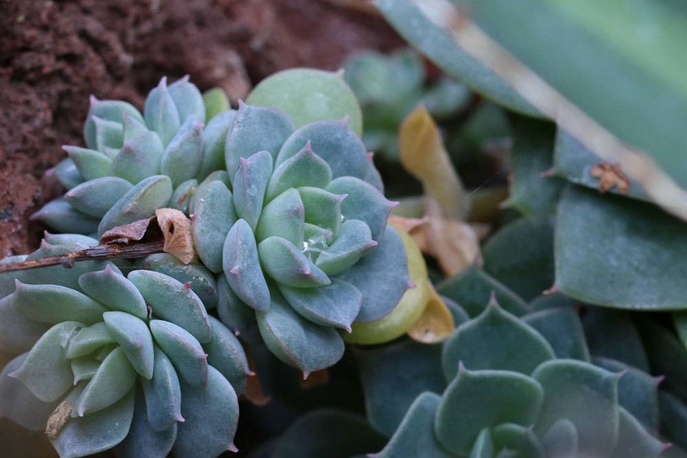 Echeveria derenbergii ist auch eine für Anfänger geeignete Pflanze