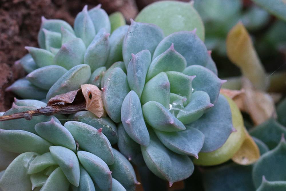 Echeveria derenbergii