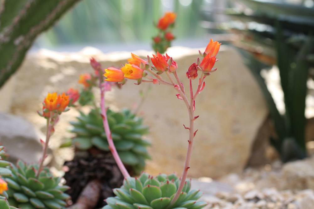 Echeveria derenbergii ist eine genügsame Pflanze