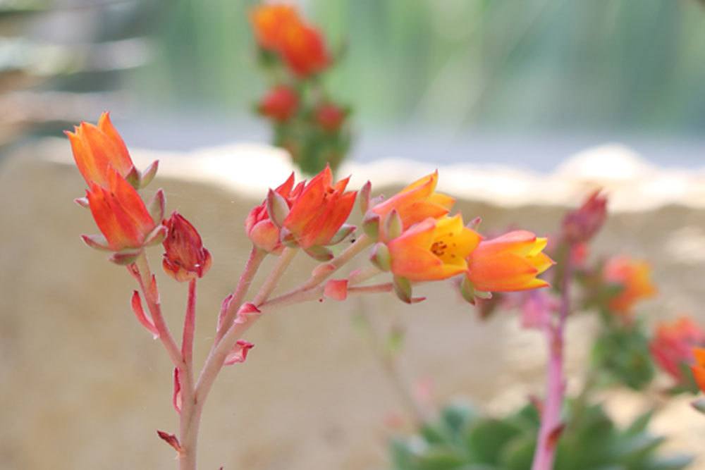 Echeveria derenbergii wächst bis zu 10 Zentimeter hoch