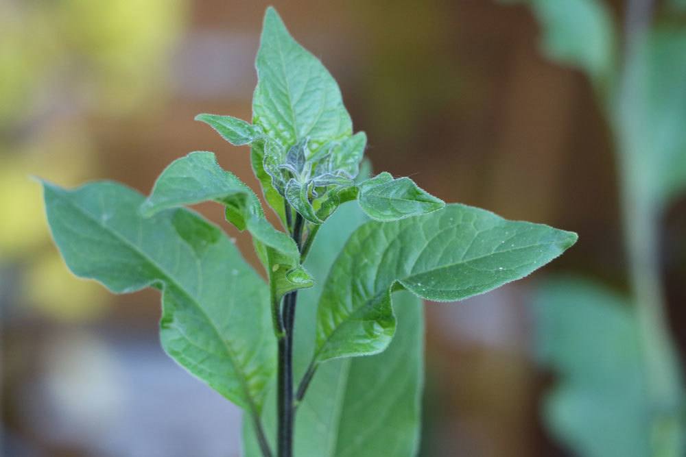 Solanum rantonnetii ist in seinen Pflanzenteilen giftig