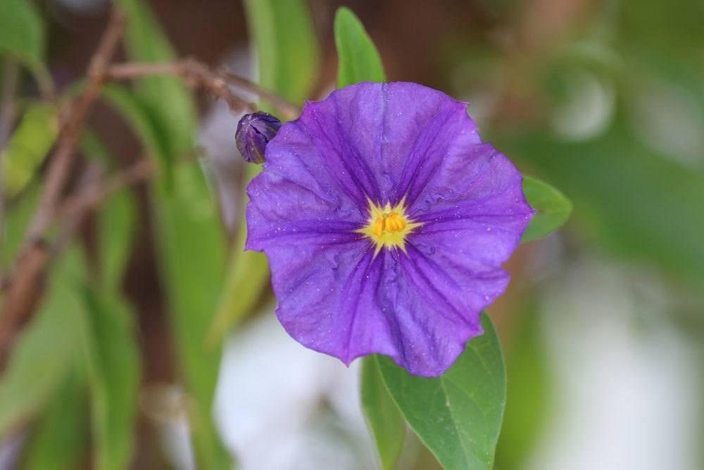 Enzianbaum, Solanum rantonnetii gehört zu den Nachtschattengewächsen