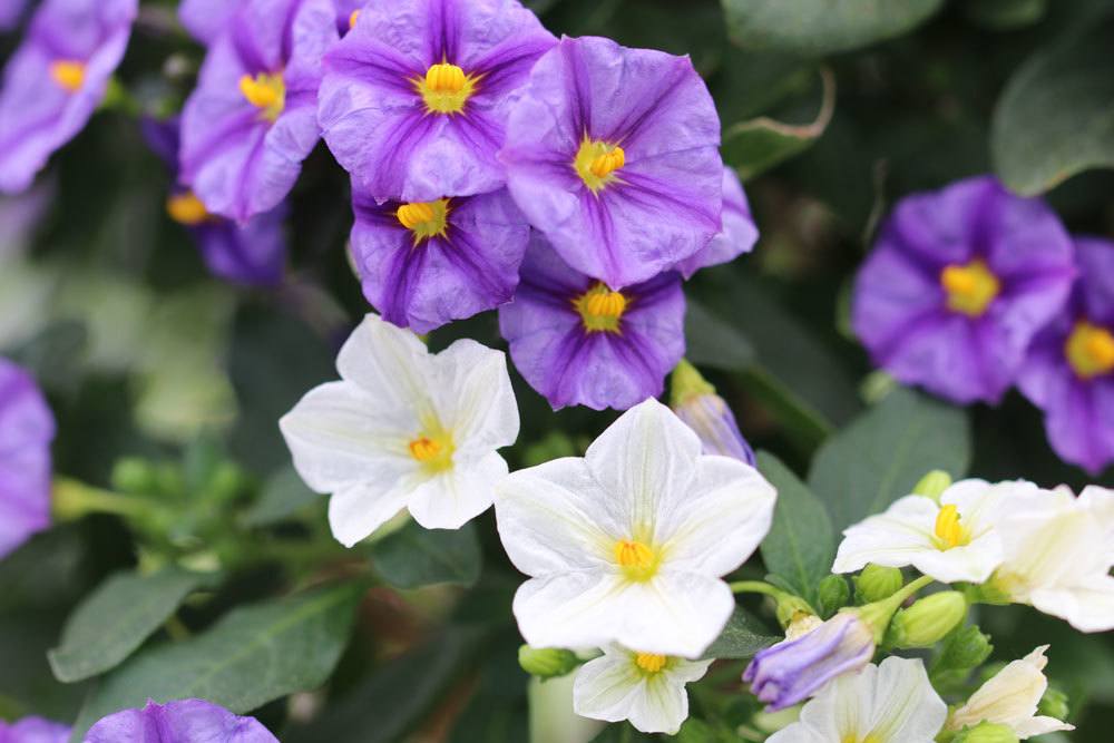 Enzianbaum, Solanum rantonnetii ist eine sehr anmutige Pflanze