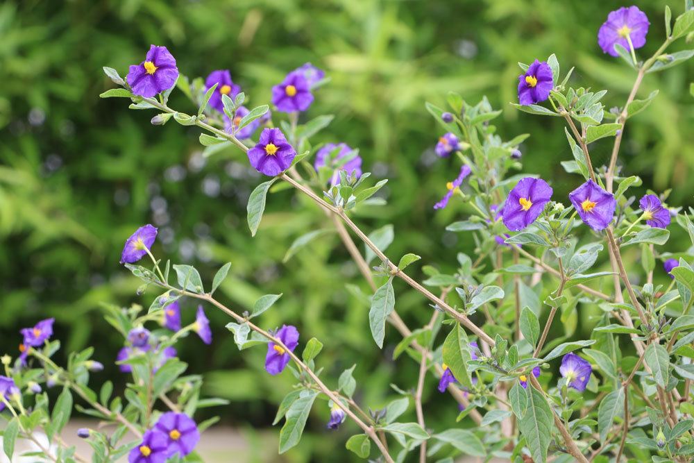 Enzianbaum, Solanum rantonnetii