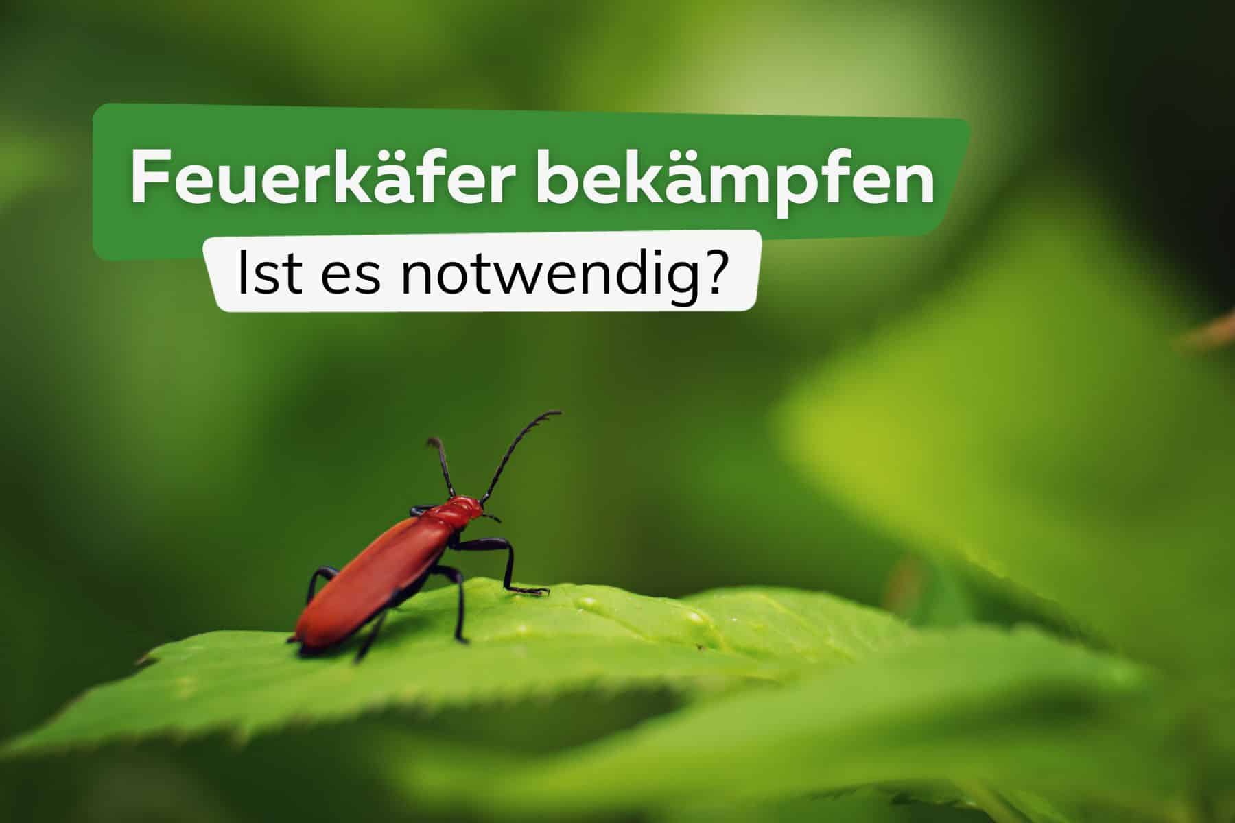 Feuerkäfer bekämpfen - was bei einer Feuerwanzen-Plage hilft