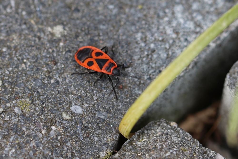 Feuerwanze im Garten