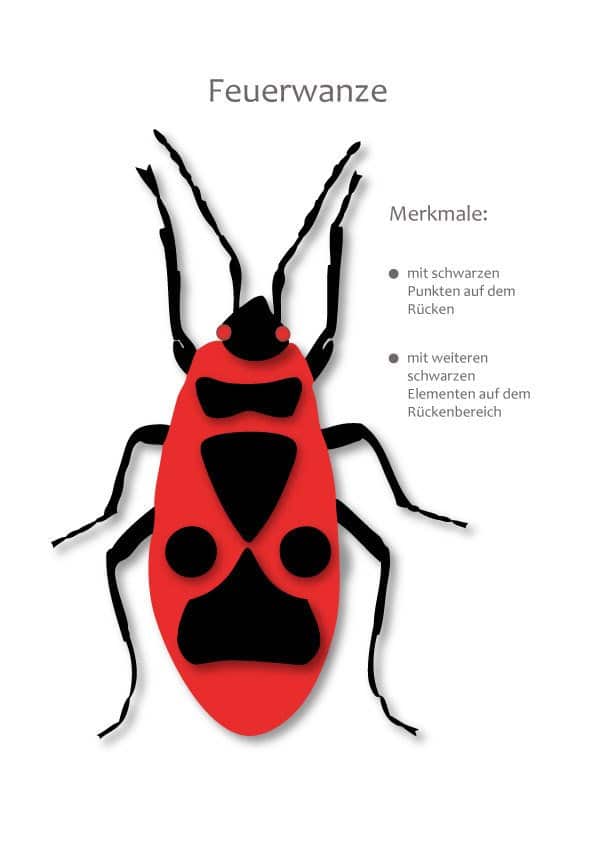 Feuerwanze in grafischer Darstellung