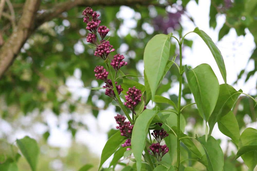 Fliederbaum, Flieder, Syringa ist robust und pflegeleicht