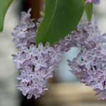 Fliederbaum, Flieder, Syringa