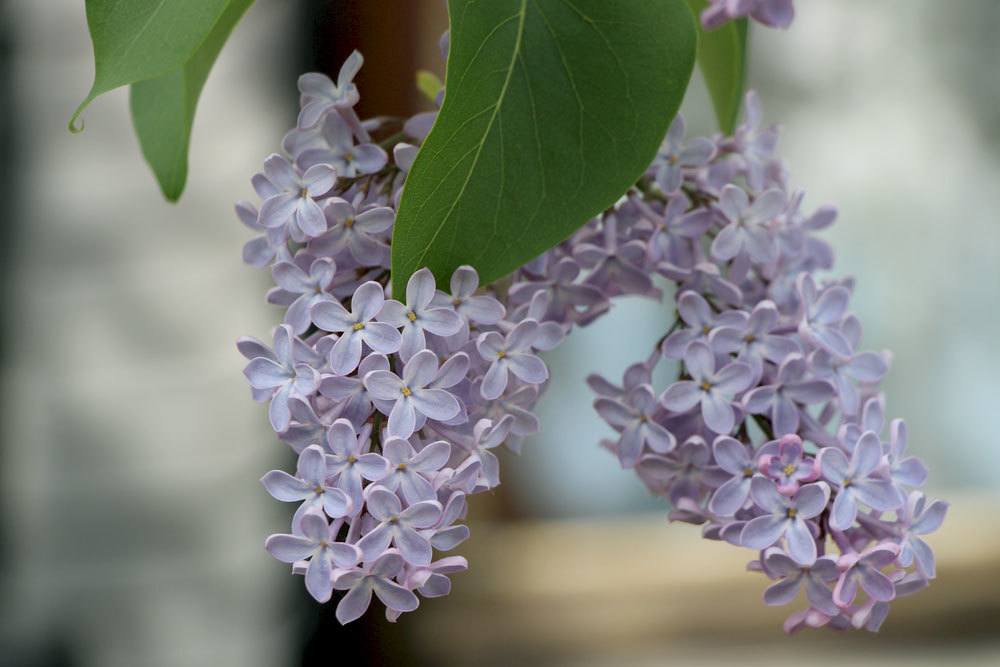 Fliederbaum, Flieder, Syringa