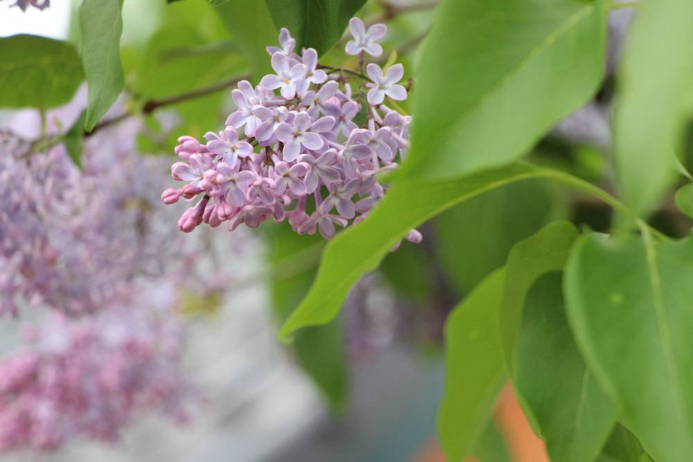 Fliederbaum, Syringa blüht von April bis Juni