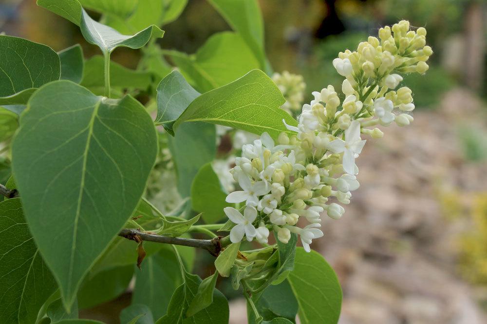 Fliederbaum, Flieder, Syringa mit weißer Blütenfarbe